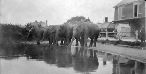 Little Common pond with Elephants 10.3.1931