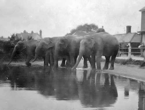 Little Common pond with Elephants 10.3.1931