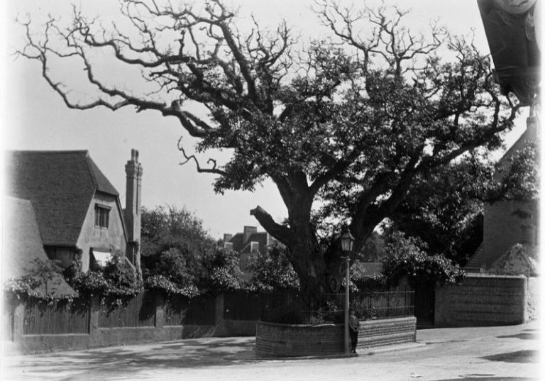 Walnut Tree and Manor House, Bexhill 1900