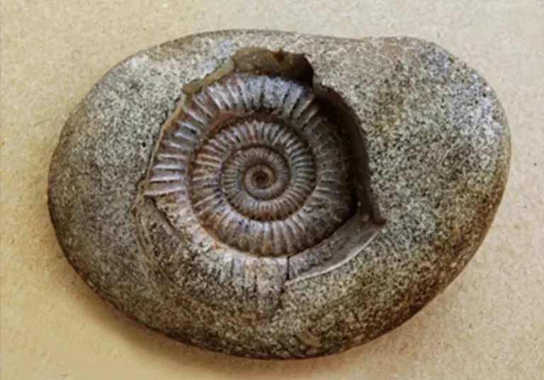 fossil